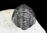 Bargain, Gerastos Trilobite Fossil - Morocco #69111-6